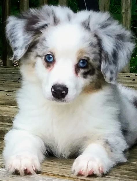 On Good Dog today, Australian Shepherd puppies in Fayetteville, NC range in price from 1,150 to 2,000. . Australian shepherd puppies nc